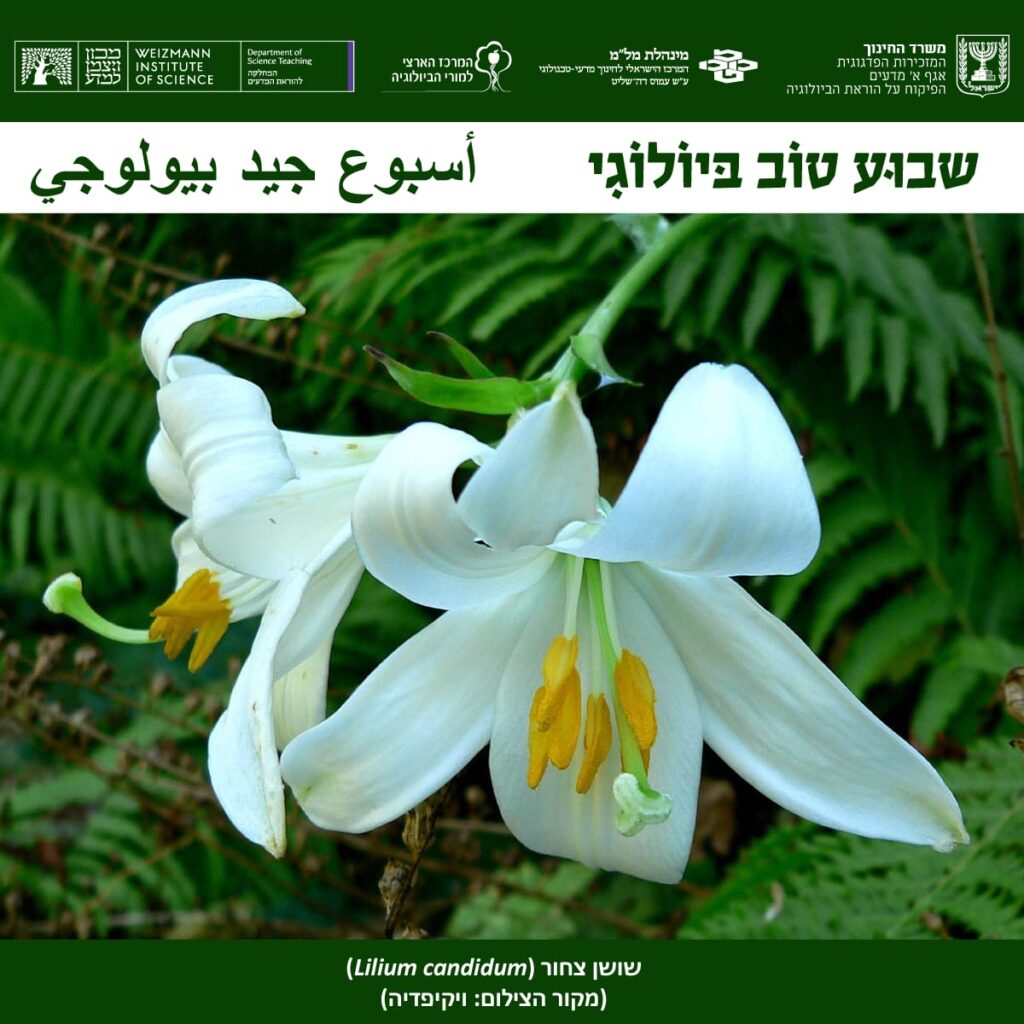 שושן צחור