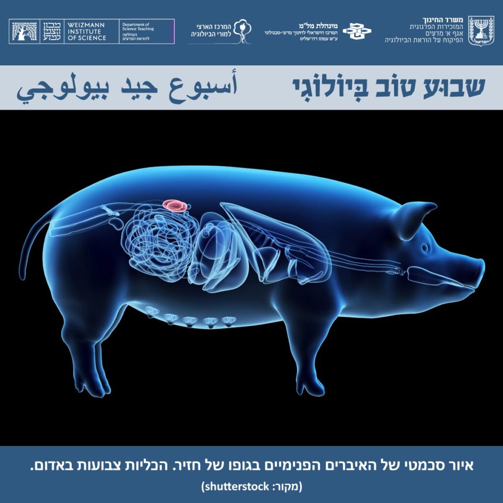 זירים-שימוש-באברים