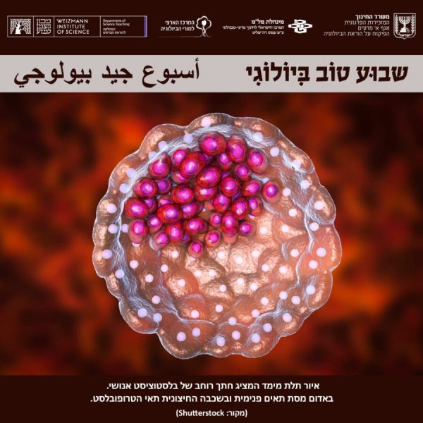 בלסטוציט אנושי