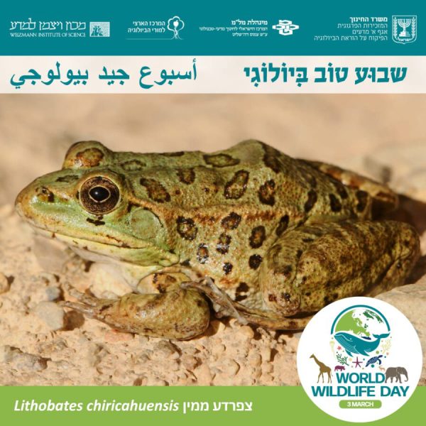 בחינת תנאי גידול מיטביים לטובת השבת צפרדעים לטבע