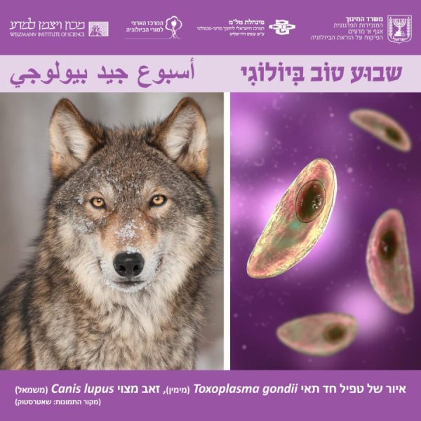 התנהגות זאבים והקשר עם טוקסופלסמוזה